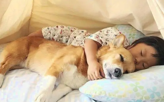 为什么狗狗想妈咪呢