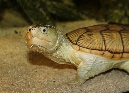 窄桥为什么是蛋龟之王?有人知道吗 窄桥为什么是蛋龟之王?有人知道吗