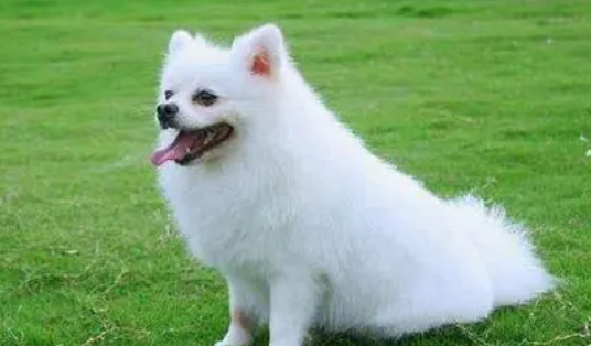 为什么狗狗长得白