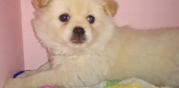 白色狗狗耳朵微黄是什么狗