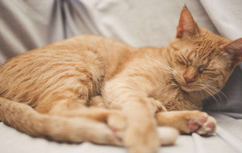 猫咪为什么喜欢睡觉挨着我