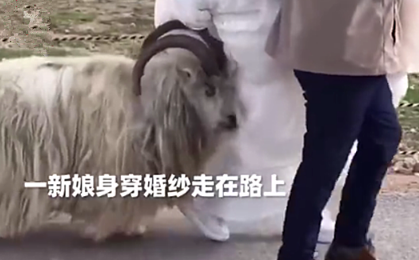女孩拍婚纱照时被羊顶,摄影师拉开了它,没想到却引火上身 女孩拍婚纱照时被羊顶,摄影师拉开了它,没想到却引火上身