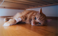 猫咪生病临死前的表现是什么样的