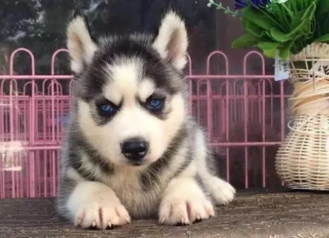 二哈多少钱一只幼犬 二哈多少钱一只幼犬