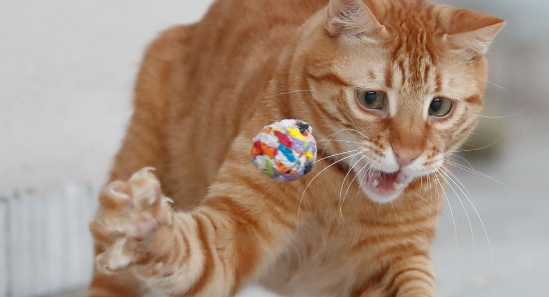 为什么猫猫训练起来会比较困难？猫为什么训练不了？