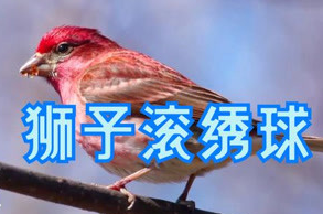 西宁七万元麻料鸟狮子滚绣球 西宁七万元麻料鸟狮子滚绣球