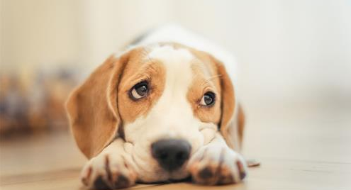 狗狗便秘不吃药会自愈吗？狗狗便秘怎么办？