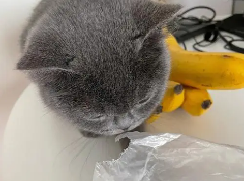 猫咪为什么要咬袋子呢