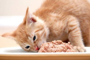 猫咪每天可以吃多少鸡胸肉