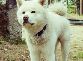 如何解决秋田犬寄生虫及口臭问题？来get下吧