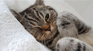 如何给猫咪清洁？猫咪清洁需注意哪些事项？