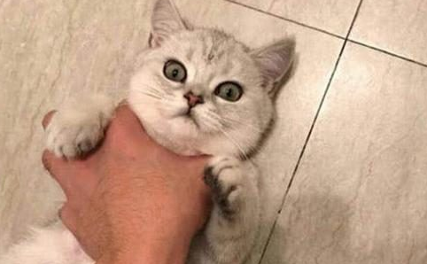 猫咪为什么怕女主人 猫咪为什么怕女主人