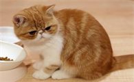 什么样的人不适合养猫