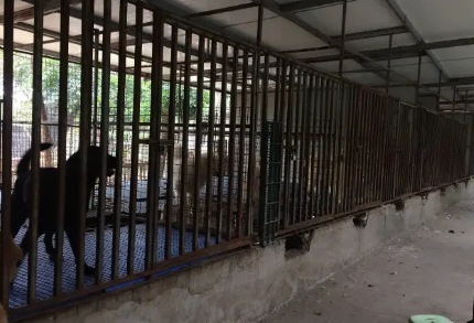 兴隆犬舍是真的吗
