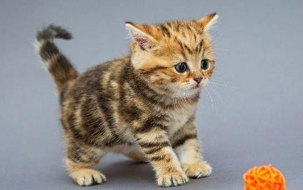 如何训练提高猫咪的“社交能力”?新手必看! 如何训练提高猫咪的“社交能力”?新手必看!