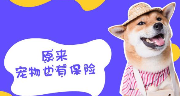 支付宝的宠物保险怎么取消啊