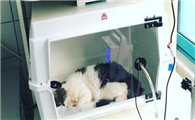 如何有效预防和治疗猫瘟热?