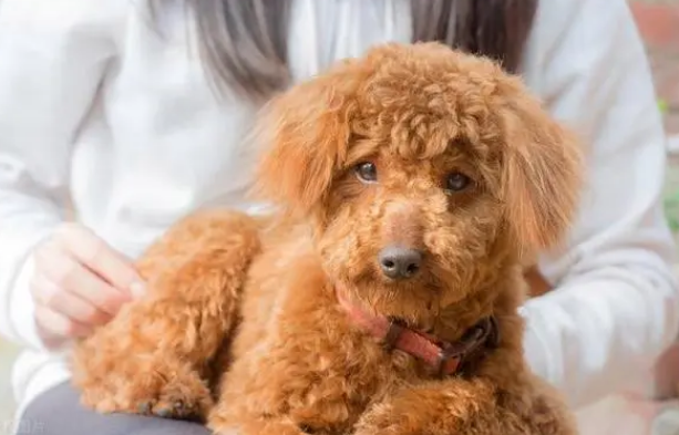 狗狗拉肚子不吃东西了怎么办 狗狗拉肚子不吃东西了怎么办