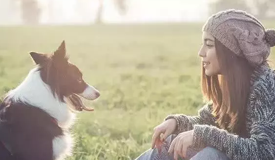 训犬不可以看小狗的双眼？错，连狗的双眼都不要看怎么训练