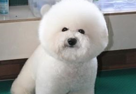 比熊持续掉毛，夏天比熊为何掉毛