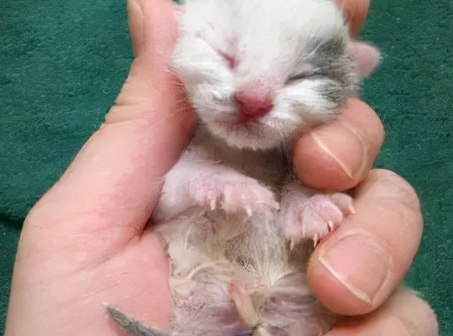 小猫的脐带什么时候脱落正常