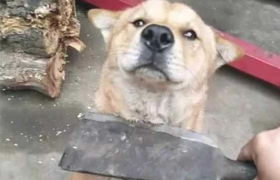 你越吼,狗狗越多不懂事,恰当的方法才可以教好“小屁孩” 你越吼,狗狗越多不懂事,恰当的方法才可以教好“小屁孩”