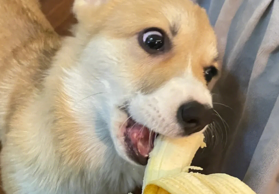 柯基能吃香蕉吗为什么