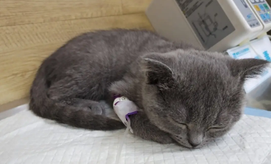 猫咪肠胃炎治疗数天没好转该怎么办？