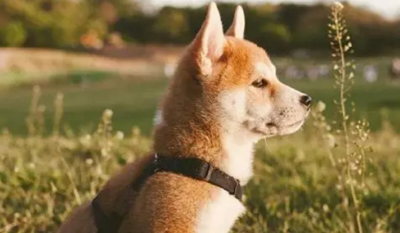 柴犬玩磨牙棒牙掉了该怎么办?需要种植牙齿吗? 柴犬玩磨牙棒牙掉了该怎么办?需要种植牙齿吗?