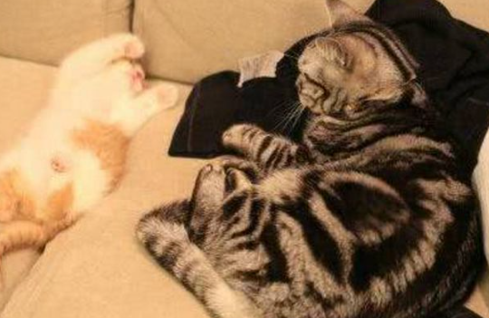老猫接受新猫会有哪些表现? 老猫接受新猫会有哪些表现?