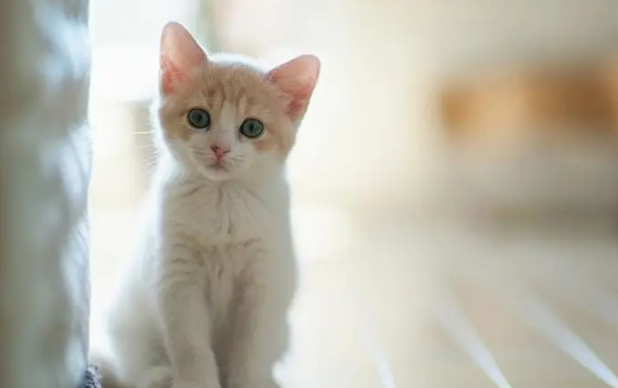 怎样纠正宠物猫咪挑食的坏毛病？猫会挑食怎么纠正？