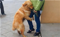 为什么狗狗扑人