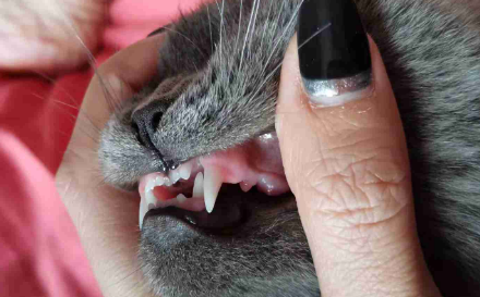 猫咪多久就可以换完牙齿了？
