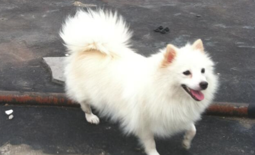 银狐犬一天拉十几次尿是尿频吗？要重视