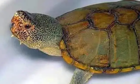 哈雷拉泥龟是泥龟之王吗?来get下吧