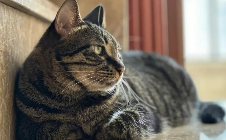 有的猫咪为什么特别松
