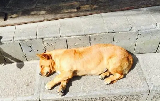 狗狗为什么主动晒太阳睡觉呢 狗狗为什么主动晒太阳睡觉呢