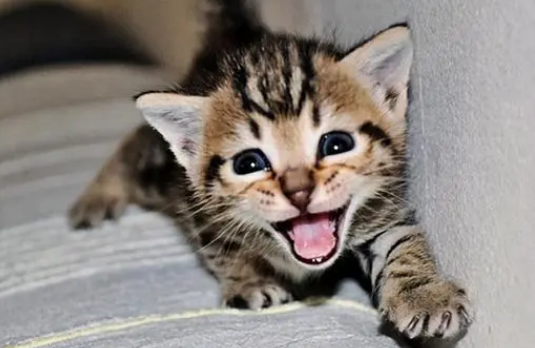 会说话的猫真实视频 会说话的猫真实视频
