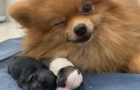 狗不孕不育怎么治疗?宠主来看看吧 狗不孕不育怎么治疗?宠主来看看吧