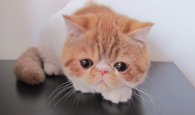 异国短毛猫怎么做日常护理?养美国短毛猫需要注意什么 异国短毛猫怎么做日常护理?养美国短毛猫需要注意什么