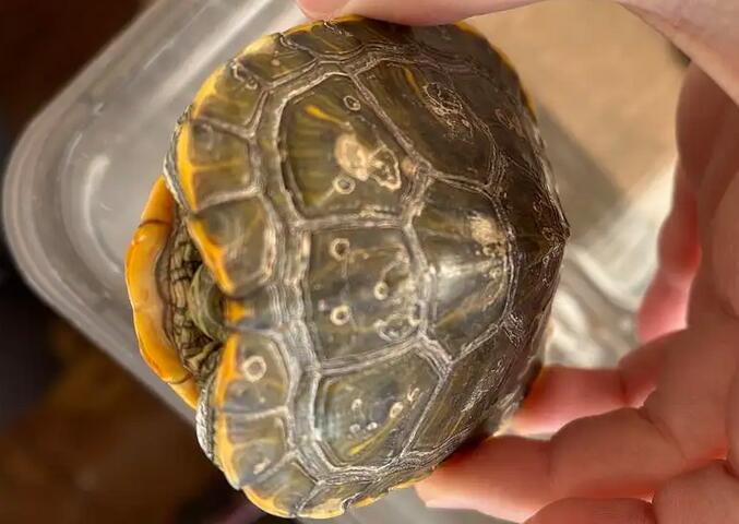 小乌龟不吃东西怎么办?怎么喂乌龟? 小乌龟不吃东西怎么办?怎么喂乌龟?