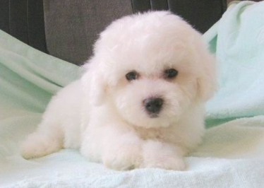 比熊幼犬怎么才能认住主人?这几个方面是重要 比熊幼犬怎么才能认住主人?这几个方面是重要