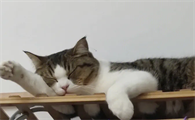猫睡觉的姿势代表什么意思