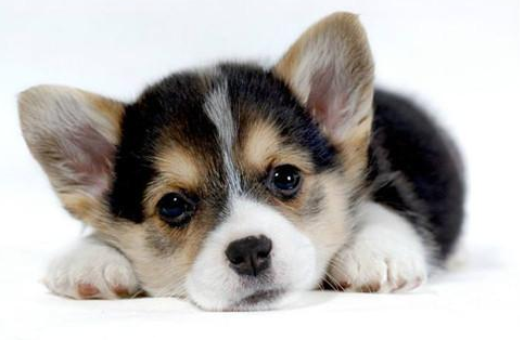 怎样给一个月的幼犬自做狗粮，给幼犬自做狗粮方式