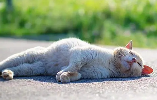 秋冬季节谨防猫咪防冻液中毒，新手必看！