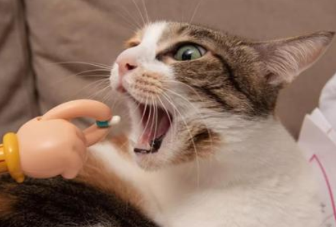 猫咪体内驱虫的具体饮食量，你们知道吗？