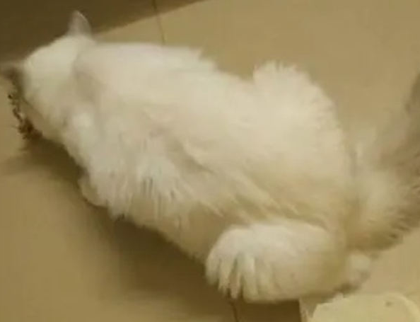 布偶猫做绝育会恨主人吗 布偶猫做绝育会恨主人吗