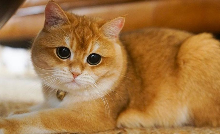 小猫的品相由谁决定？这篇文章告诉你