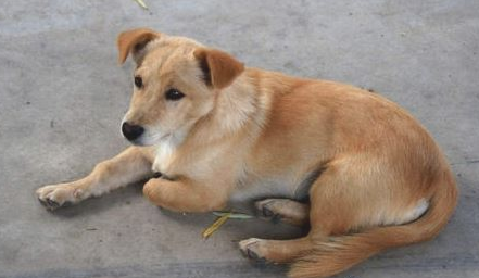 土狗怎么会发情，土狗多久发一次情？
