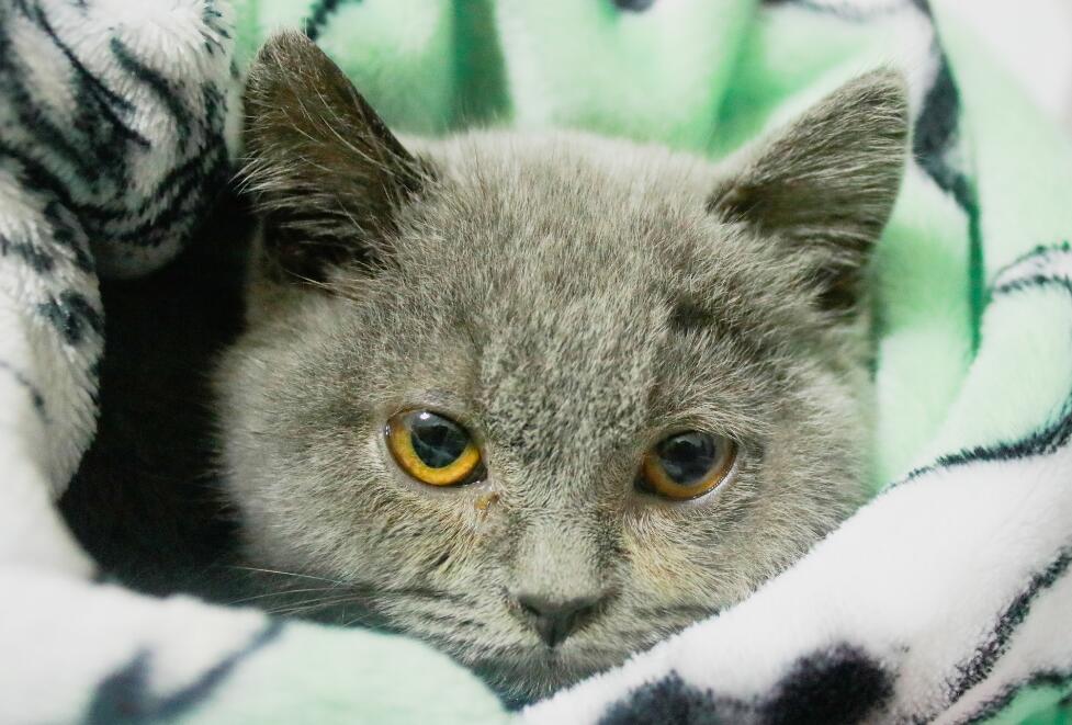 猫咪打喷嚏流鼻涕吃什么药效果好